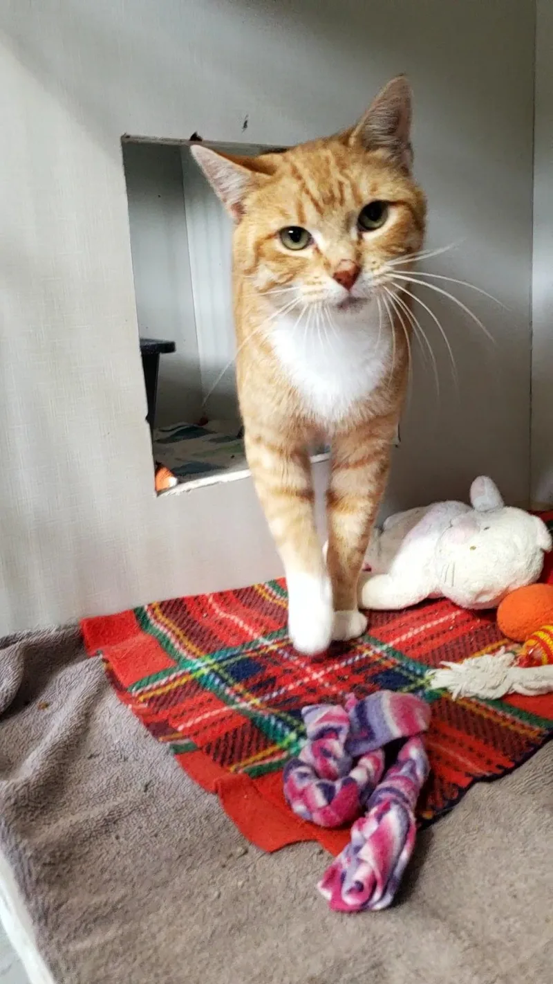 A young medium-sized male Orange & White Domestic Short Hair cat named Dallas for adoption in Hutchinson, MN
