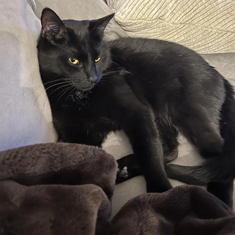 Binx thumbnail 2
