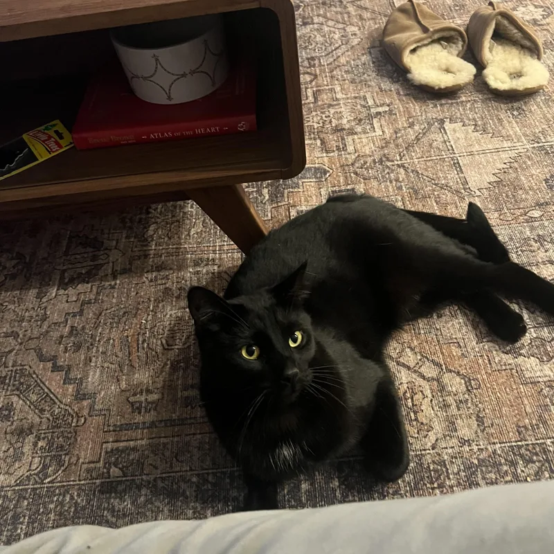 Binx thumbnail 3