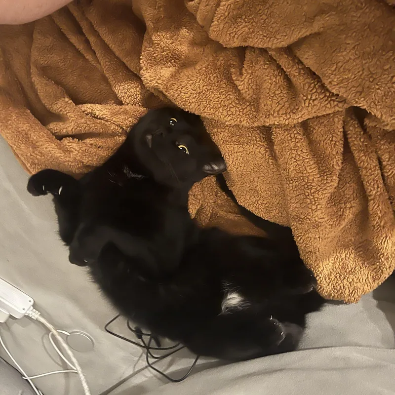 Binx thumbnail 4