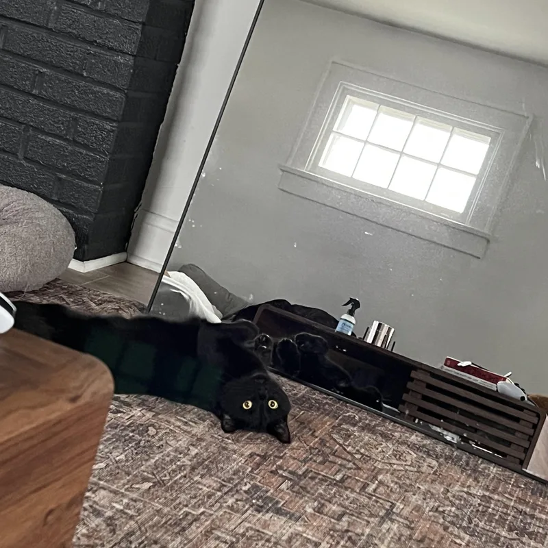 A young large-sized male Domestic Short Hair cat named Binx for adoption in Columbus , OH