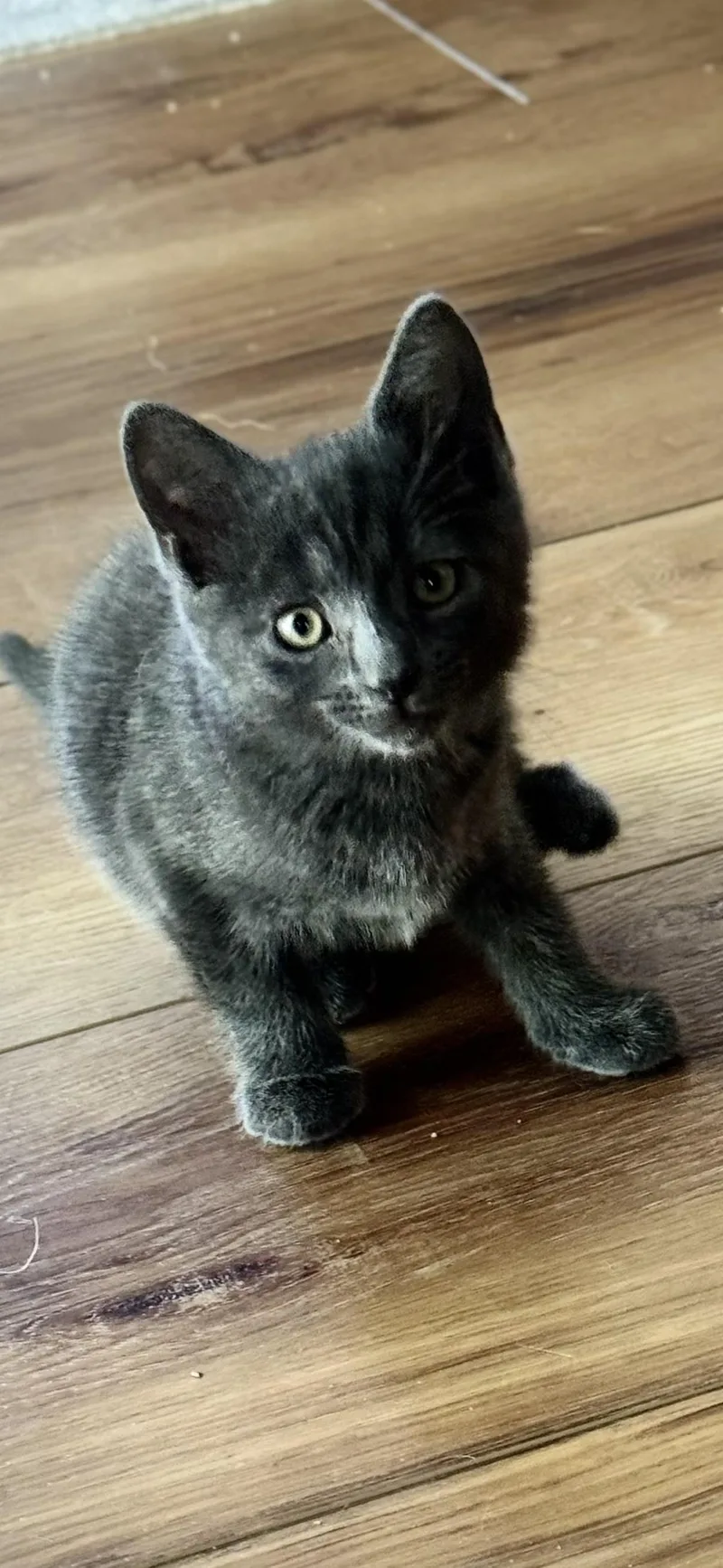 Angus