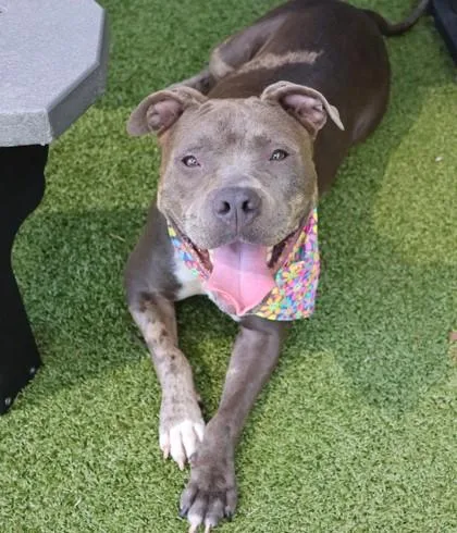 A young large-sized female Mixed Breed dog named RockProject Homebound for adoption in Athens, GA