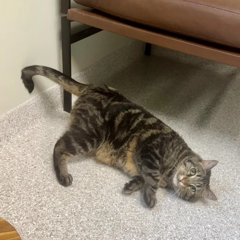 An adult large-sized male Tabby (Brown / Chocolate) Domestic Short Hair cat named Seven for adoption in Kansas City, KS