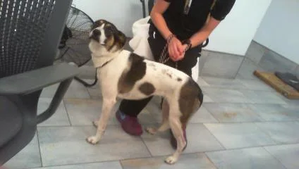 An adult large-sized female Mixed Breed dog named Meza for adoption in Charlotte, NC