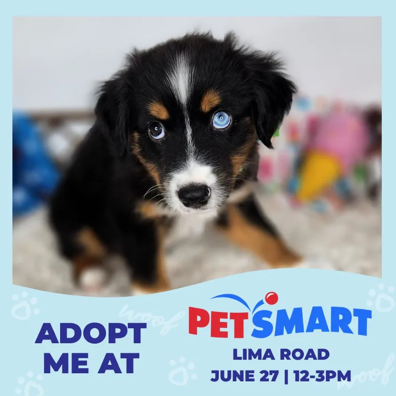A baby small-sized male Black Australian Shepherd dog named Alex for adoption in Fort Wayne, IN
