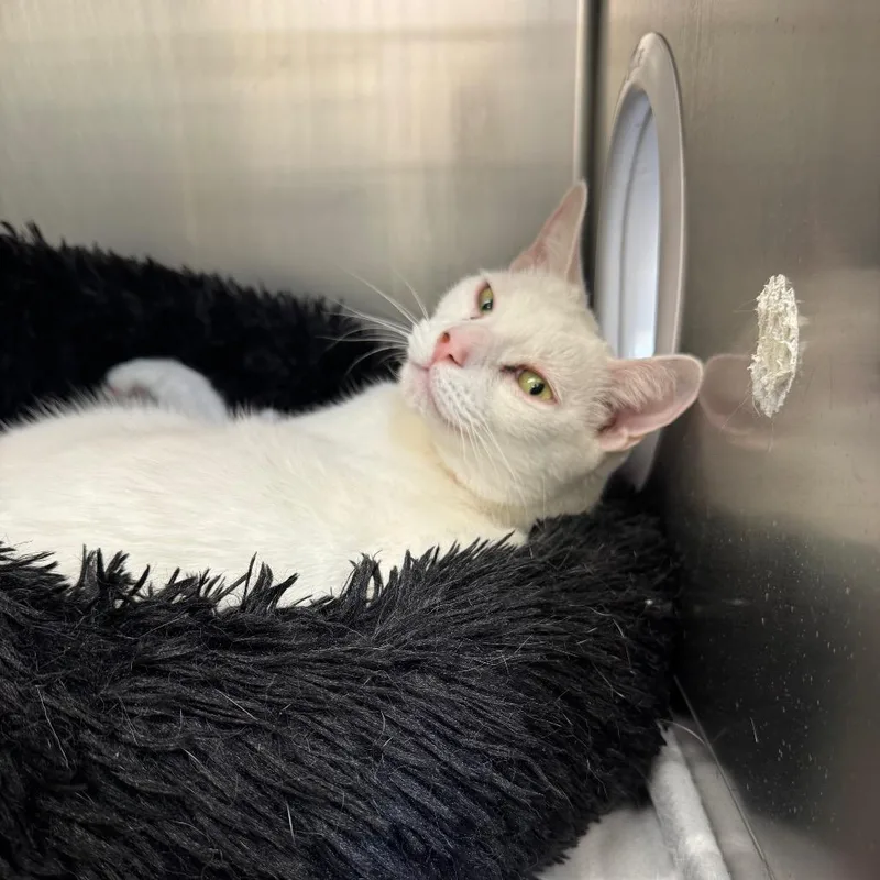 An adult small-sized male Domestic Short Hair cat named Snowball for adoption in Perkiomenville, PA