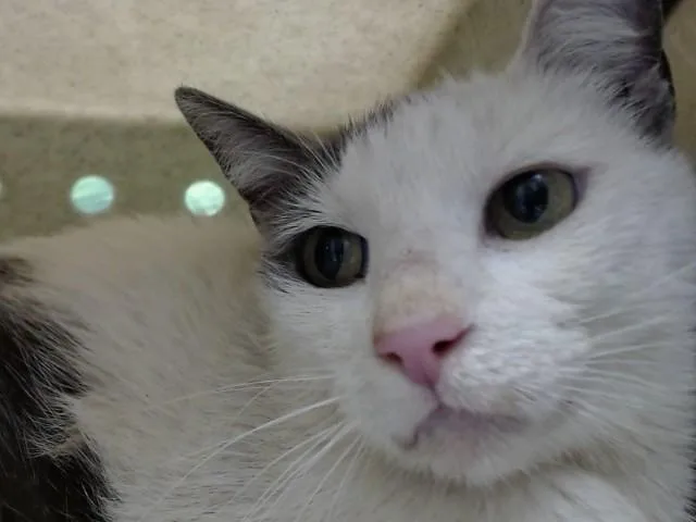 A young small-sized female Domestic Short Hair cat named A for adoption in Moreno Valley, CA
