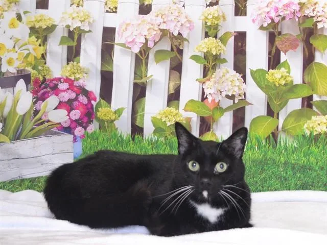 A senior small-sized male Domestic Short Hair cat named Tux for adoption in Oroville, CA