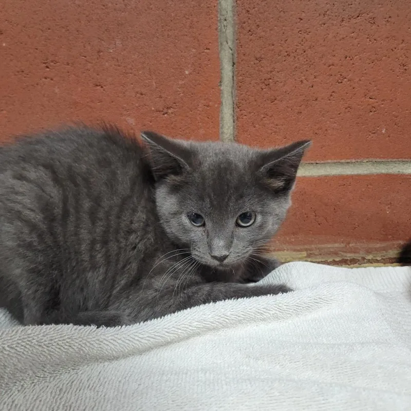 A baby small-sized female Gray / Blue / Silver Domestic Short Hair cat named Vivien for adoption in Cabot, AR