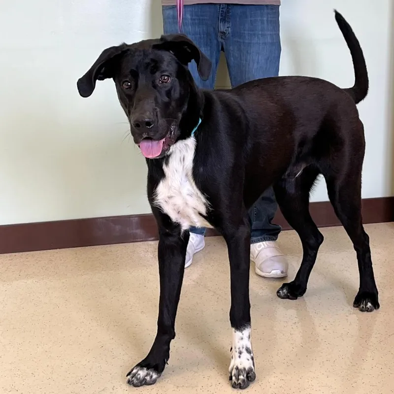 A young extra large-sized male Black Great Dane dog named Sharkie for adoption in Amery, WI