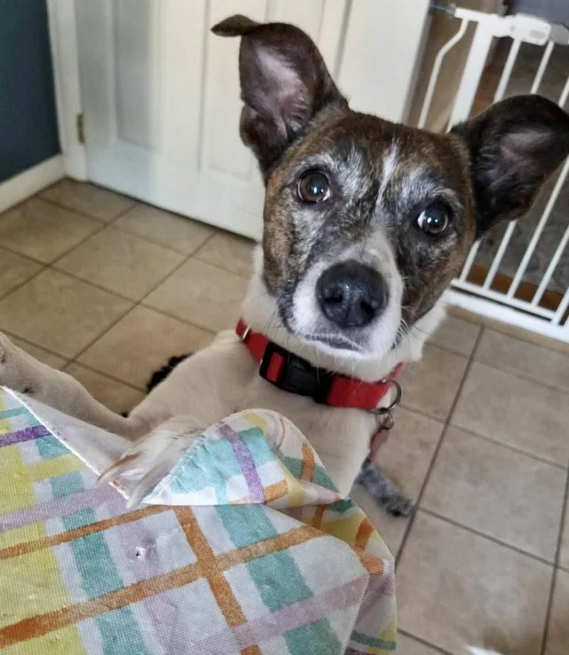 A young medium-sized female Jack Russell Terrier dog named Pixie for adoption in Blackwood, NJ