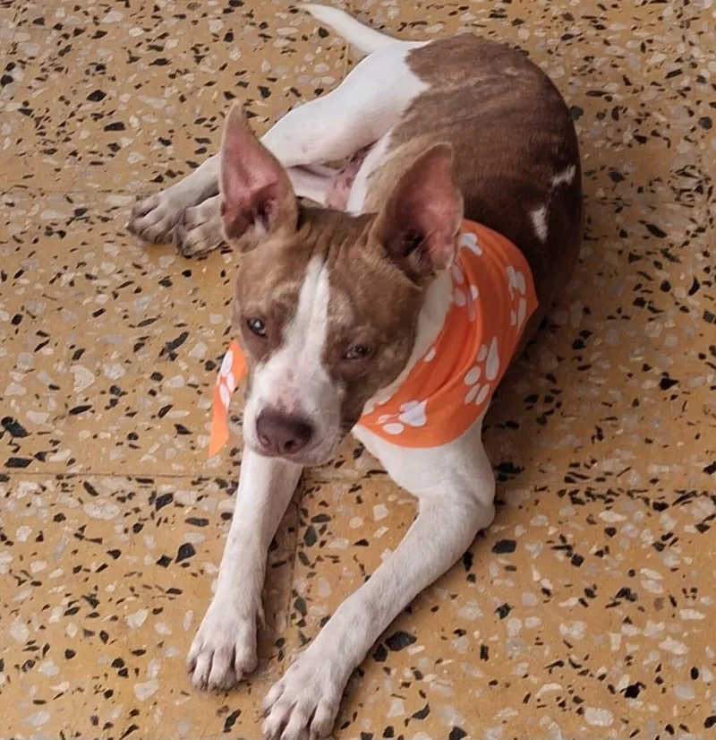 Starsky Bean thumbnail 2