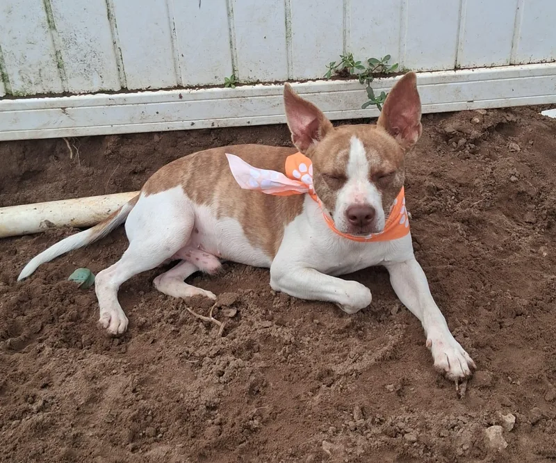 Starsky Bean thumbnail 3