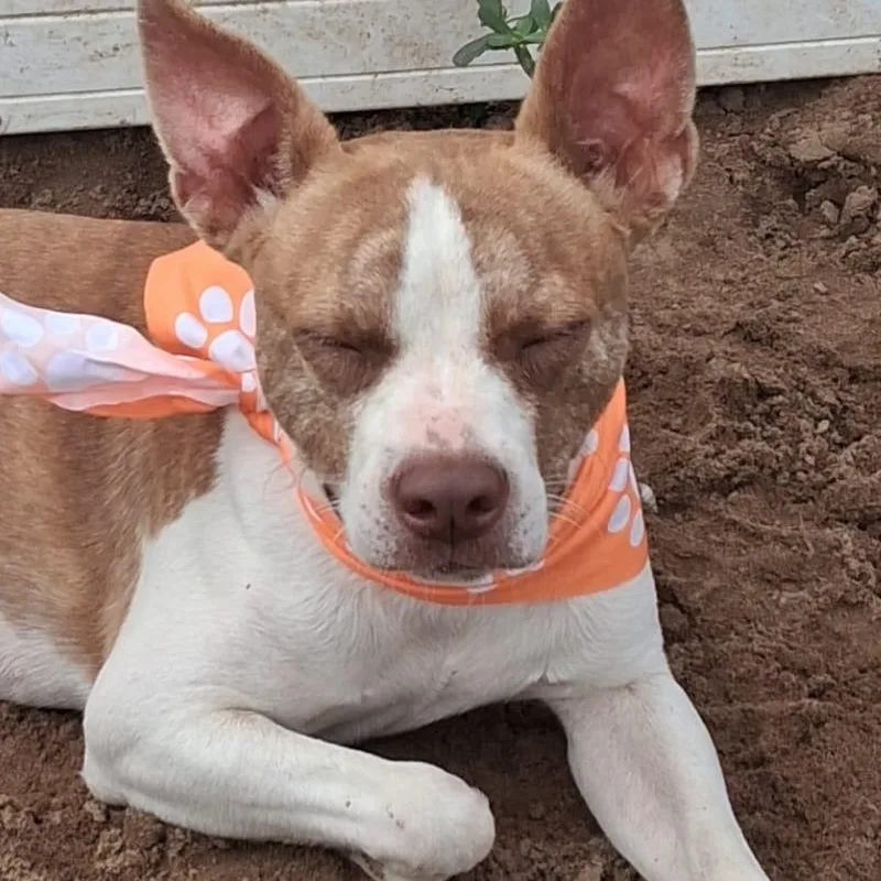 Starsky Bean thumbnail 4