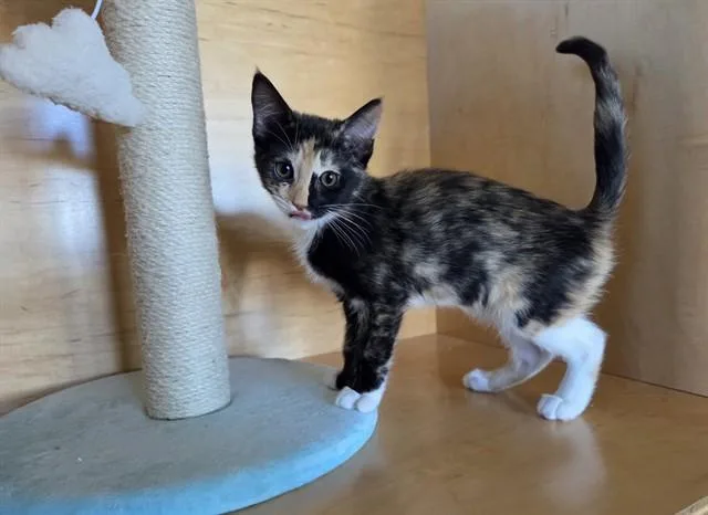A baby small-sized female Domestic Short Hair cat named Lida Bida Boda Butt for adoption in Antioch, CA