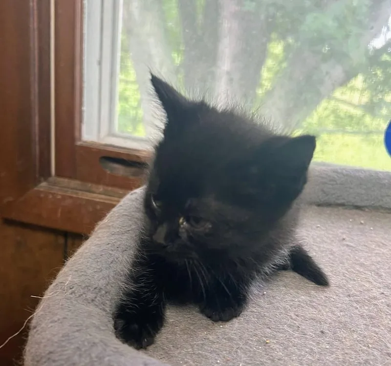 A baby medium-sized female Black Domestic Short Hair cat named Iris for adoption in Dorr, MI