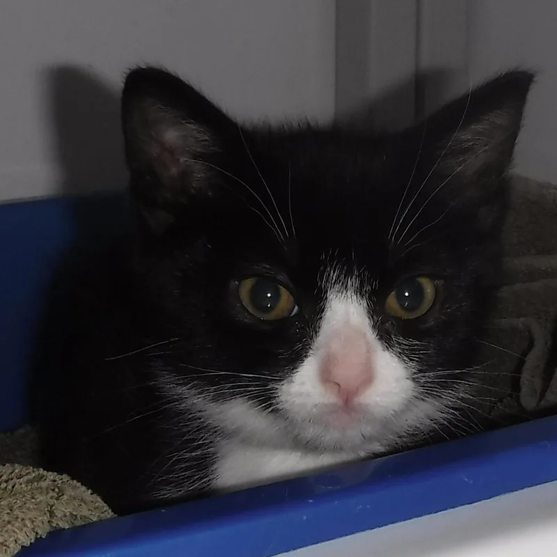 A baby medium-sized male Black & White / Tuxedo Tuxedo cat named Harlequin  So Much for adoption in Hoquiam, WA
