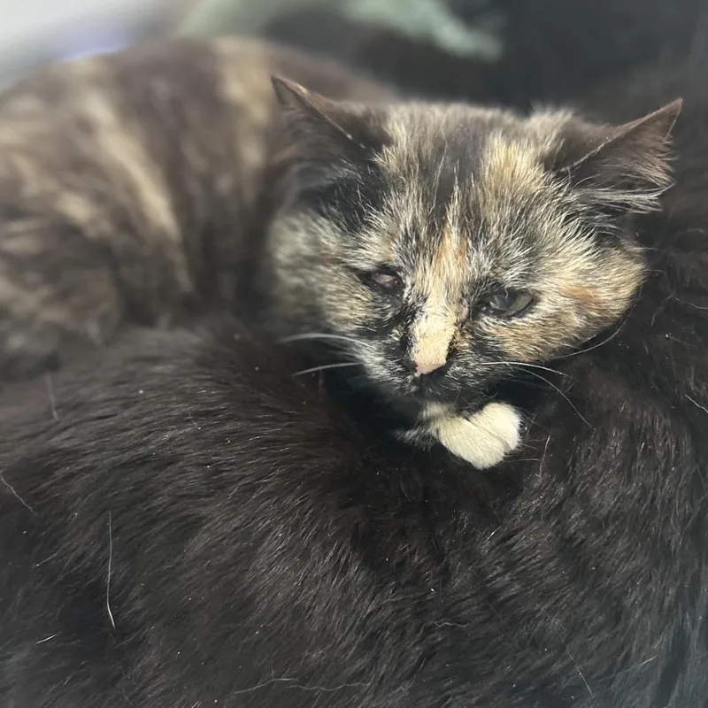 An adult small-sized female Tortoiseshell Domestic Short Hair cat named Annabelle for adoption in Manheim, PA