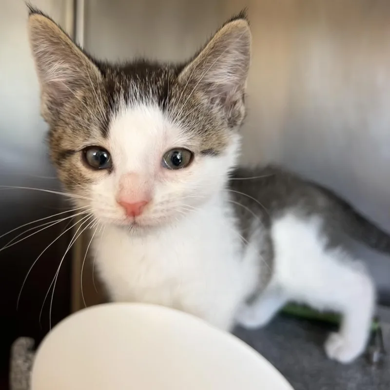 A baby small-sized female Brown / Chocolate Domestic Short Hair cat named Judy Hopps for adoption in Birdsboro, PA