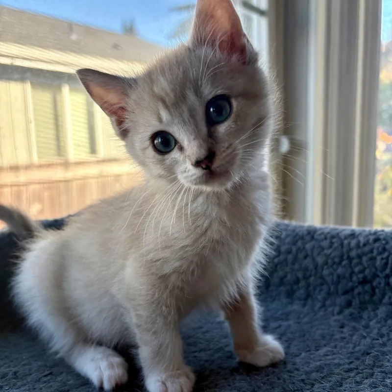 A baby small-sized female Buff / Tan / Fawn Domestic Short Hair cat named Nutmeg for adoption in Tacoma, WA