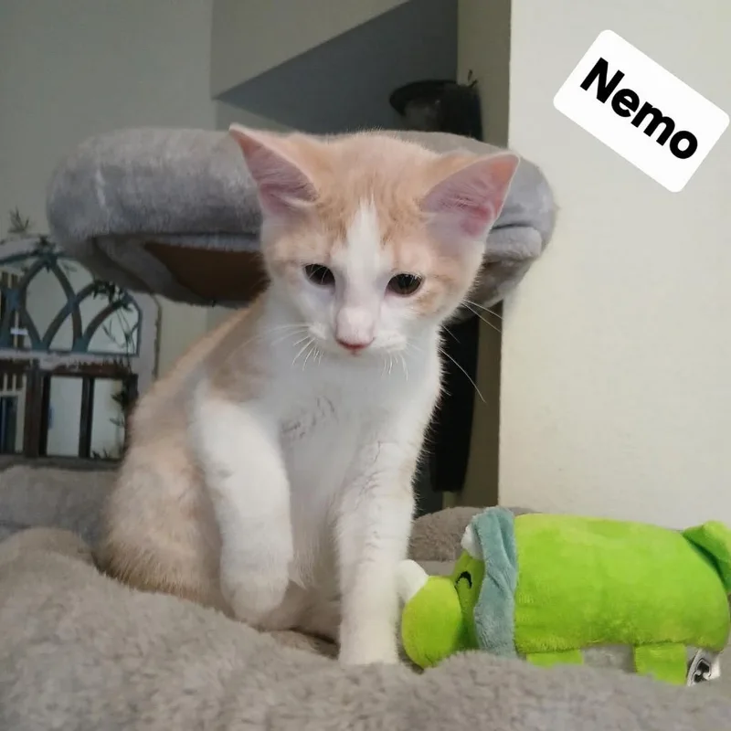 A baby small-sized male Buff / Tan / Fawn Domestic Short Hair cat named Nemo for adoption in League City, TX