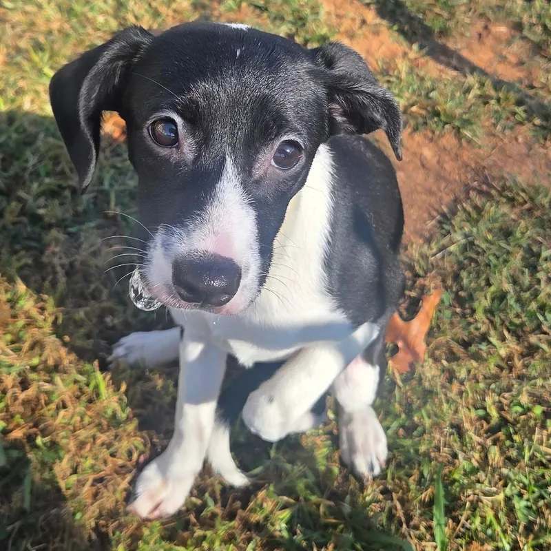 A baby small-sized female Black Chihuahua dog named Wednesday for adoption in Cartersville, GA