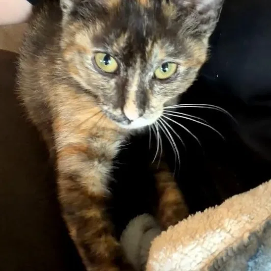 A baby medium-sized female Tortoiseshell Domestic Short Hair cat named Aurora for adoption in Houston, TX