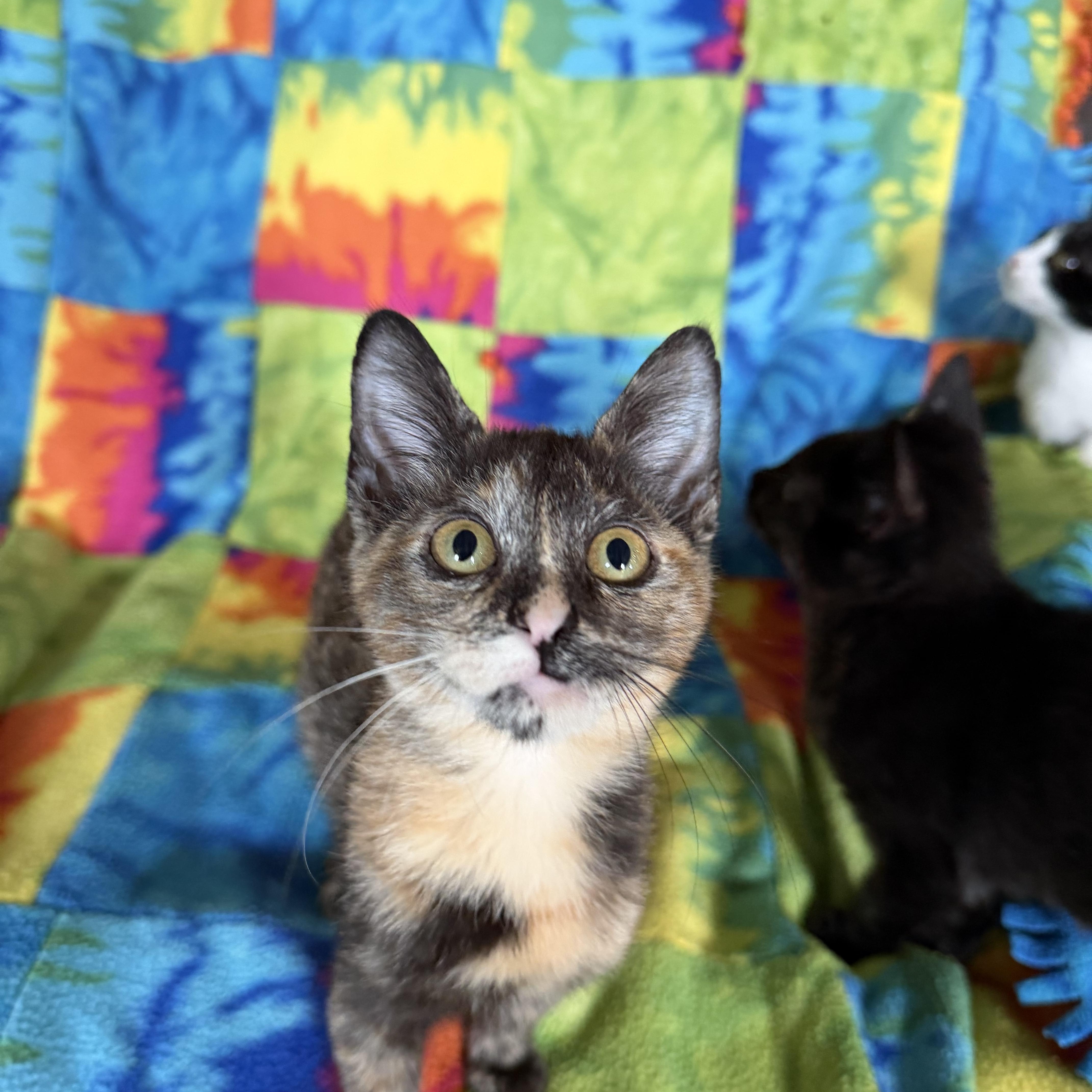Aurora thumbnail 4