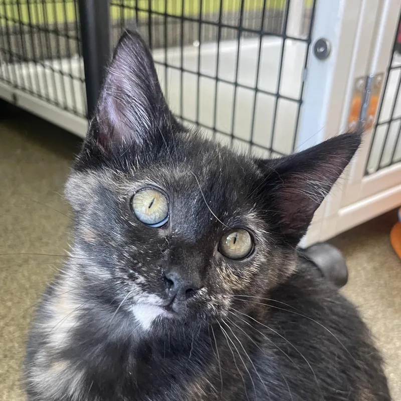 A baby small-sized female Tortoiseshell Domestic Short Hair cat named Bock for adoption in Chicago, IL