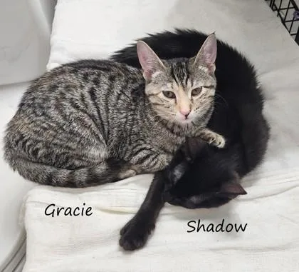 Shadow thumbnail 3