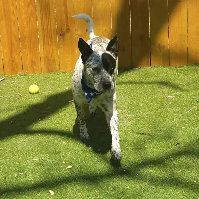 Lester Jum thumbnail 2