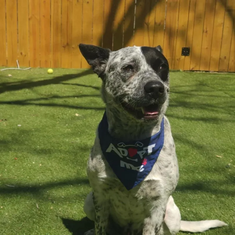 Lester Jum thumbnail 3