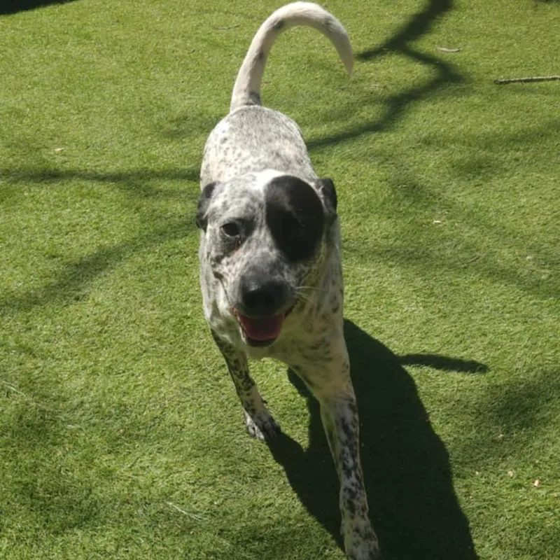 Lester Jum thumbnail 4