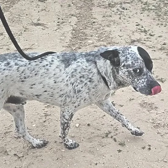 Lester Jum thumbnail 5