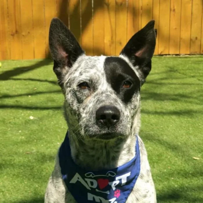 Lester Jum thumbnail 6