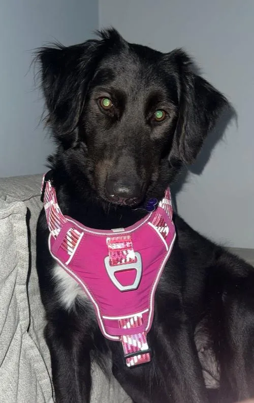 An adult large-sized female Tricolor (Brown, Black, & White) Border Collie dog named Muffin Top for adoption in Waunakee, WI