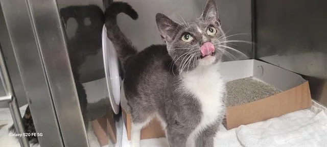 A baby small-sized male Domestic Short Hair cat named Vox for adoption in Panama City, FL