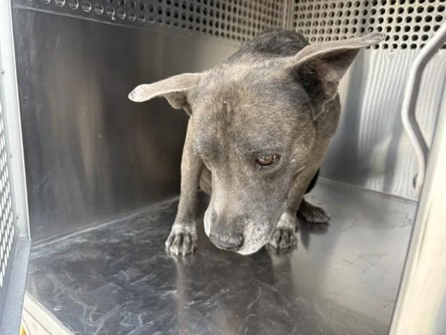 An adult large-sized male Pit Bull Terrier dog named Waldo for adoption in Mesa, AZ