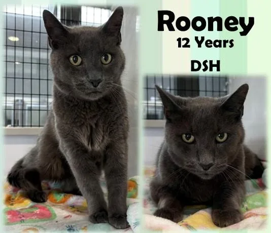 A senior medium-sized male Gray / Blue / Silver Domestic Short Hair cat named Rooney for adoption in Franklin, IN