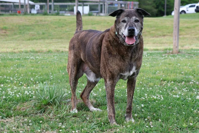 A senior large-sized male Mixed Breed dog named Rusty for adoption in Columbia, TN