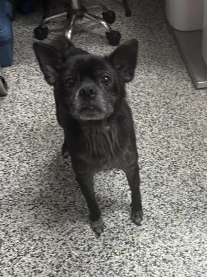 A senior small-sized male Mixed Breed dog named Jack for adoption in West Chester, PA