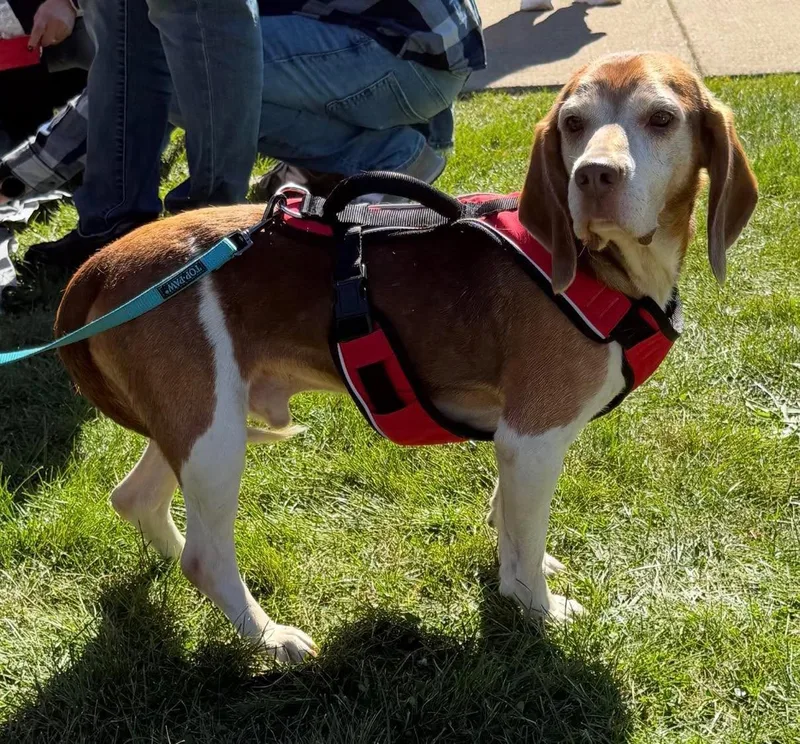 An adult medium-sized male Beagle dog named Lloyd for adoption in Cowlesville, NY