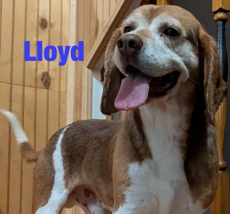 Lloyd thumbnail 2