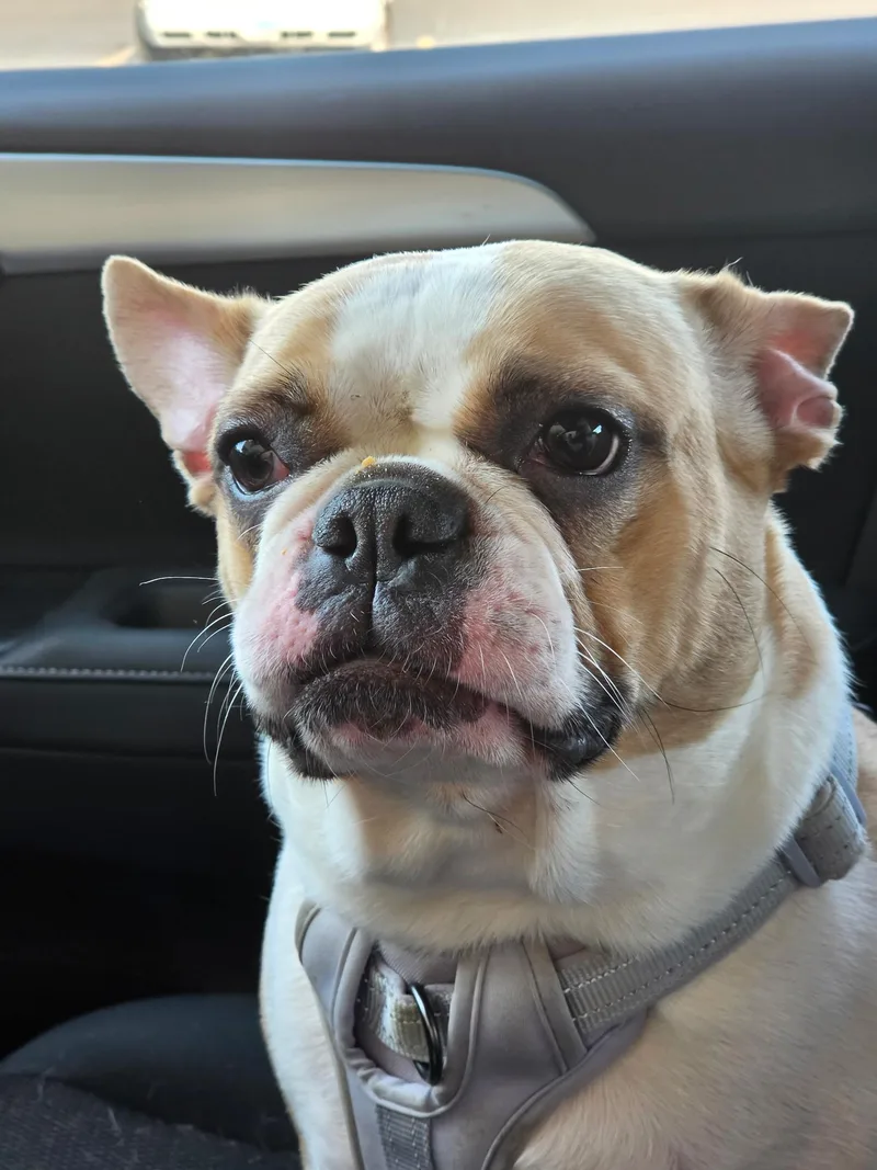 An adult small-sized female Bicolor French Bulldog dog named Vera for adoption in Homewood, IL