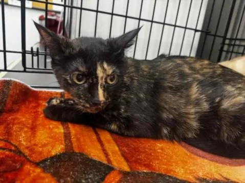A young medium-sized female Domestic Short Hair cat named Brindle for adoption in Van Nuys, CA