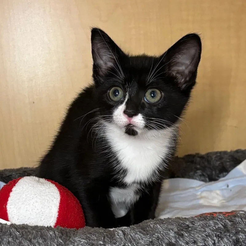 A baby small-sized female Black Domestic Short Hair cat named Izzy for adoption in Washington Township, OH