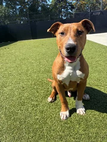 A young large-sized male Pit Bull Terrier dog named Meatloaf for adoption in San Martin, CA