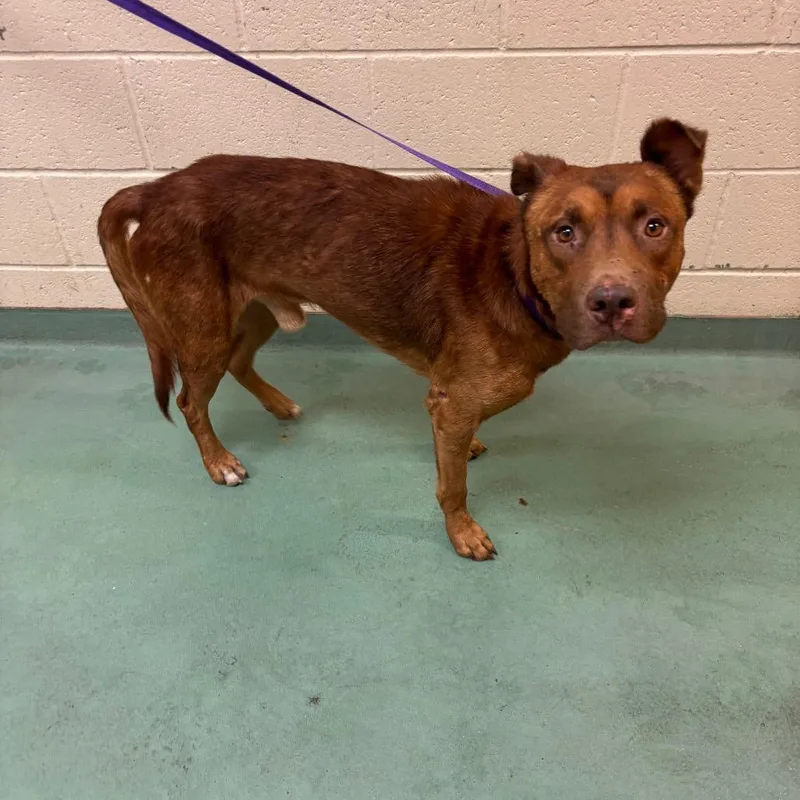 A young medium-sized male Yellow / Tan / Blond / Fawn Mixed Breed dog named Cookie Cris for adoption in Memphis, TN