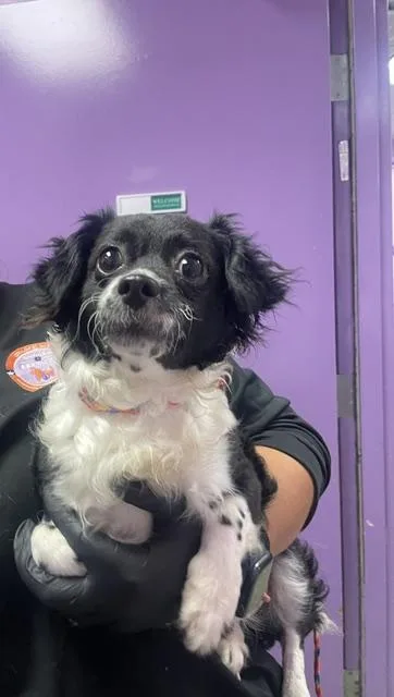 A baby small-sized female Mixed Breed dog named 61769556 for adoption in El Paso, TX